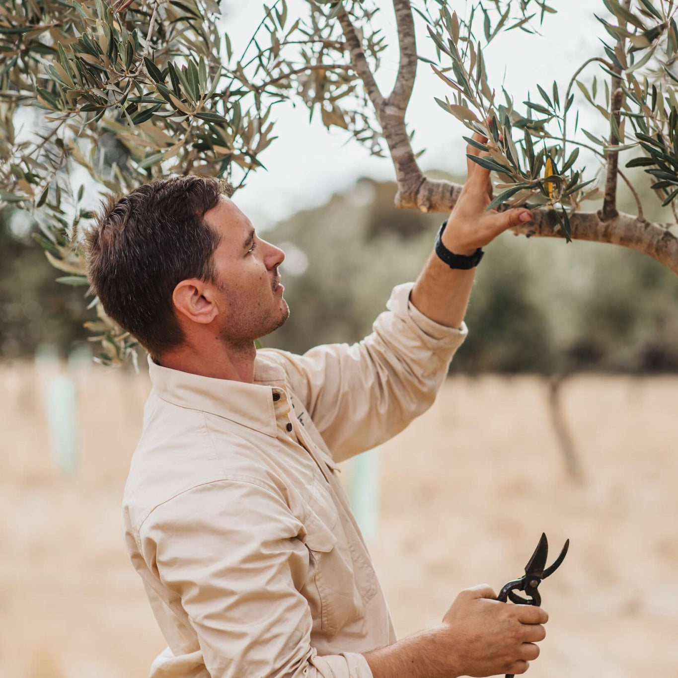 Farm Shop - Kangaroo Island Olives