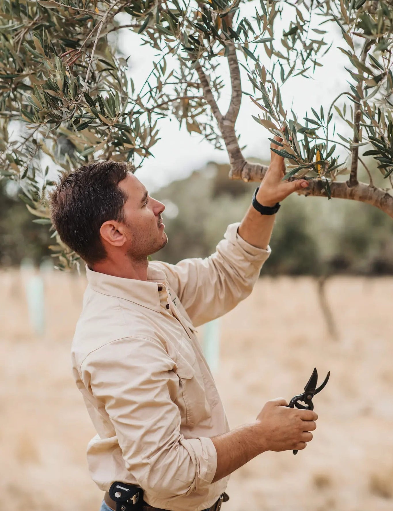 Chilli Agrumato - Kangaroo Island Olives