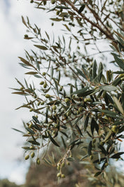 Chilli Agrumato - Kangaroo Island Olives