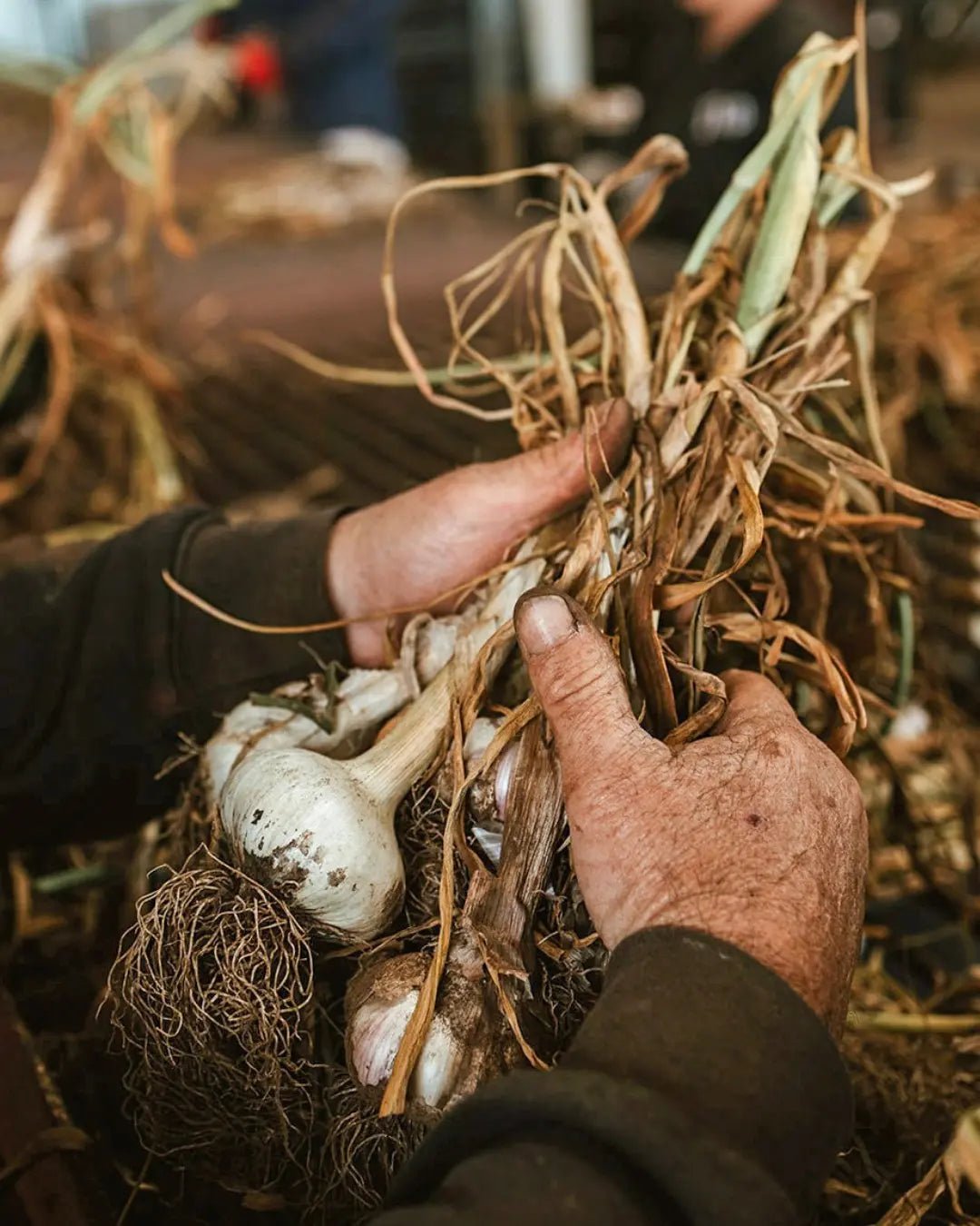 Garlic Granules - Kangaroo Island Olives